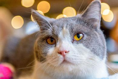 《自杀小队：战胜正义联盟》Steam特别好评